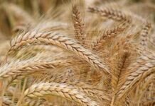 ਸਾਵਧਾਨ: ਪੰਜਾਬ ‘ਚ ਵਧਦਾ ਤਾਪਮਾਨ ਵਿਗਾੜ ਸਕਦਾ ਕਣਕ ਦਾ ਝਾੜ; PAU ਵੱਲੋਂ ਕਿਸਾਨਾਂ ਲਈ ਵਿਸ਼ੇਸ਼ ਐਡਵਾਈਜ਼ਰੀ ਜਾਰੀ