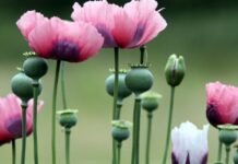 Opium Cultivation: ਪੰਜਾਬ ‘ਚ ਅਫੀਮ-ਭੁੱਕੀ ਦੀ ਖੇਤੀ ਦੀ ਮੰਗ ਨੇ ਫੜਿਆ ਜ਼ੋਰ! ਪੜ੍ਹੋ ਕਿਸਾਨ ਲੀਡਰਾਂ ਦੇ ਬਿਆਨਾਂ ‘ਤੇ Mann ਸਰਕਾਰ ਦਾ ਜਵਾਬ