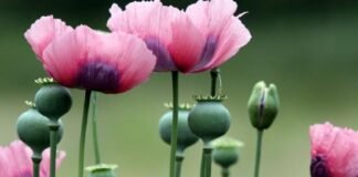 Opium Cultivation: ਪੰਜਾਬ ‘ਚ ਅਫੀਮ-ਭੁੱਕੀ ਦੀ ਖੇਤੀ ਦੀ ਮੰਗ ਨੇ ਫੜਿਆ ਜ਼ੋਰ! ਪੜ੍ਹੋ ਕਿਸਾਨ ਲੀਡਰਾਂ ਦੇ ਬਿਆਨਾਂ ‘ਤੇ Mann ਸਰਕਾਰ ਦਾ ਜਵਾਬ