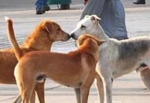 ਵੱਡੀ ਖ਼ਬਰ: ਪੰਜਾਬ ਵਿਧਾਨ ਸਭਾ ‘ਚ ਗੂੰਜਿਆ ਅਵਾਰਾ ਕੁੱਤਿਆਂ ਦੀ ਦਹਿਸ਼ਤ ਦਾ ਮੁੱਦਾ