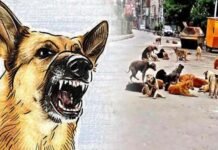 Punjab ‘ਚ ਅਵਾਰਾ ਕੁੱਤਿਆਂ ਦਾ ਕਹਿਰ; ਦੁੱਧ ਲੈਣ ਜਾ ਰਹੇ 10 ਸਾਲਾ ਬੱਚੇ ਨੂੰ ਬੁਰੀ ਤਰ੍ਹਾਂ ਨੋਚਿਆ