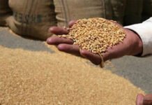 ਵੱਡੀ ਖ਼ਬਰ: ਕਣਕ ਦੀ ਖਰੀਦ ‘ਤੇ ਮੰਡਰਾਇਆ ਸਟੋਰੇਜ ਦਾ ਸੰਕਟ, ਪੰਜਾਬ ਸਰਕਾਰ ਨੇ ਕੇਂਦਰ ਤੋਂ ਮੰਗੀ FCI ਦੀ ਮਦਦ