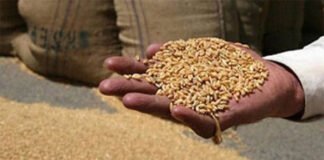 ਵੱਡੀ ਖ਼ਬਰ: ਕਣਕ ਦੀ ਖਰੀਦ ‘ਤੇ ਮੰਡਰਾਇਆ ਸਟੋਰੇਜ ਦਾ ਸੰਕਟ, ਪੰਜਾਬ ਸਰਕਾਰ ਨੇ ਕੇਂਦਰ ਤੋਂ ਮੰਗੀ FCI ਦੀ ਮਦਦ