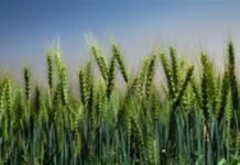 ਖੇਤੀਬਾੜੀ ਬੁਨਿਆਦੀ ਢਾਂਚੇ ‘ਚ ਪੰਜਾਬ ਦੇਸ਼ ਭਰ ‘ਚੋਂ ਅੱਵਲ; 32,823 ਪ੍ਰੋਜੈਕਟਾਂ ਲਈ 7,597 ਕਰੋੜ ਰੁਪਏ ਮਨਜ਼ੂਰ: ਮੋਹਿੰਦਰ ਭਗਤ