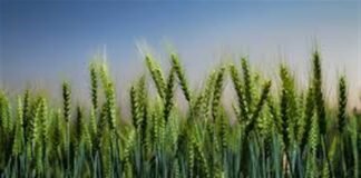 ਖੇਤੀਬਾੜੀ ਬੁਨਿਆਦੀ ਢਾਂਚੇ ‘ਚ ਪੰਜਾਬ ਦੇਸ਼ ਭਰ ‘ਚੋਂ ਅੱਵਲ; 32,823 ਪ੍ਰੋਜੈਕਟਾਂ ਲਈ 7,597 ਕਰੋੜ ਰੁਪਏ ਮਨਜ਼ੂਰ: ਮੋਹਿੰਦਰ ਭਗਤ