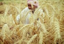 ਮੋਦੀ ਸਰਕਾਰ ਦਾ ਕਿਸਾਨਾਂ ਨੂੰ ਤੋਹਫ਼ਾ; ਕਣਕ ਦੇ ਭਾਅ ‘ਚ 160 ਰੁਪਏ ਦਾ ਵਾਧਾ
