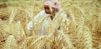 ਮੋਦੀ ਸਰਕਾਰ ਦਾ ਕਿਸਾਨਾਂ ਨੂੰ ਤੋਹਫ਼ਾ; ਕਣਕ ਦੇ ਭਾਅ ‘ਚ 160 ਰੁਪਏ ਦਾ ਵਾਧਾ