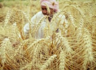 ਮੋਦੀ ਸਰਕਾਰ ਦਾ ਕਿਸਾਨਾਂ ਨੂੰ ਤੋਹਫ਼ਾ; ਕਣਕ ਦੇ ਭਾਅ ‘ਚ 160 ਰੁਪਏ ਦਾ ਵਾਧਾ