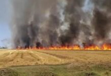 ਪਹਿਲਾਂ ਭਾਰੀ ਮੀਂਹ ਅਤੇ ਗੜ੍ਹੇਮਾਰੀ ਨੇ ਮਚਾਈ ਤਬਾਹੀ ਤਾਂ ਹੁਣ ਭਿਆਨਕ ਅੱਗ ਕਾਰਨ ਸੈਂਕੜੇ ਏਕੜ ਕਣਕ ਦੀ ਫ਼ਸਲ ਸੜ ਕੇ ਹੋਈ ਸੁਆਹ