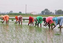 ਕਿਸਾਨਾਂ ਲਈ ਵੱਡੀ ਖ਼ਬਰ: ਝੋਨੇ ਦੀ ਲੁਆਈ ਬਾਰੇ ਪੰਜਾਬ ਸਰਕਾਰ ਦਾ ਵੱਡਾ ਫ਼ੈਸਲਾ- ਸ਼ਡਿਊਲ ਜਾਰੀ