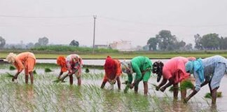 ਕਿਸਾਨਾਂ ਲਈ ਵੱਡੀ ਖ਼ਬਰ: ਝੋਨੇ ਦੀ ਲੁਆਈ ਬਾਰੇ ਪੰਜਾਬ ਸਰਕਾਰ ਦਾ ਵੱਡਾ ਫ਼ੈਸਲਾ- ਸ਼ਡਿਊਲ ਜਾਰੀ