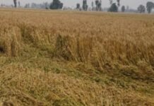 ਮੌਸਮ ਦੀ ਮਾਰ ਝੱਲ ਰਹੇ ਕਿਸਾਨਾਂ ਨੂੰ ਗੁੰਮਰਾਹ ਕਰਨ ਦੀ ਬਜਾਏ ਮੁਆਵਜ਼ਾ ਦੇਵੇ ਮਾਨ ਸਰਕਾਰ: ਖੰਨਾ