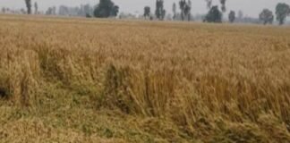 ਮੌਸਮ ਦੀ ਮਾਰ ਝੱਲ ਰਹੇ ਕਿਸਾਨਾਂ ਨੂੰ ਗੁੰਮਰਾਹ ਕਰਨ ਦੀ ਬਜਾਏ ਮੁਆਵਜ਼ਾ ਦੇਵੇ ਮਾਨ ਸਰਕਾਰ: ਖੰਨਾ