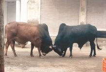 ਪੰਜਾਬ ‘ਚ ਆਵਾਰਾ ਪਸ਼ੂਆਂ ਦਾ ਕਹਿਰ ਜਾਰੀ; ਮੋਟਰਸਾਈਕਲ ਸਵਾਰ ਨੂੰ ਮਾਰੀ ਟੱਕਰ, ਰਾਜਮਿਸਤਰੀ ਦੀ ਮੌਤ