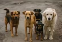 Strict Action on Stray Dogs: ਅਵਾਰਾ ਕੁੱਤਿਆਂ ‘ਤੇ ਪੰਜਾਬ ਸਰਕਾਰ ਦੀ ਸਖ਼ਤੀ; ਸੁਪਰੀਮ ਕੋਰਟ ਦੇ ਹੁਕਮਾਂ ਨੂੰ ਇੰਨ-ਬਿੰਨ ਕੀਤਾ ਲਾਗੂ! ਪੜ੍ਹੋ CM ਦਾ ਬਿਆਨ